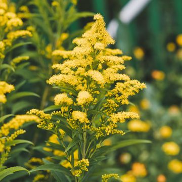 Solidago canadensis Golden Baby - Vara de oro