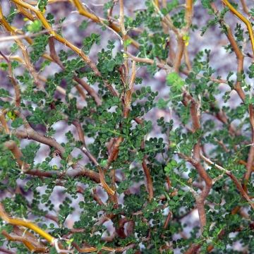 Sophora prostrata Little Baby - Sófora