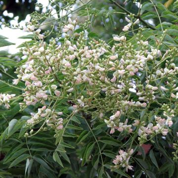 Sophora japonica - Acacia del Japón