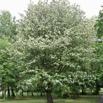 Sorbus intermedia Brouwers - Serbal