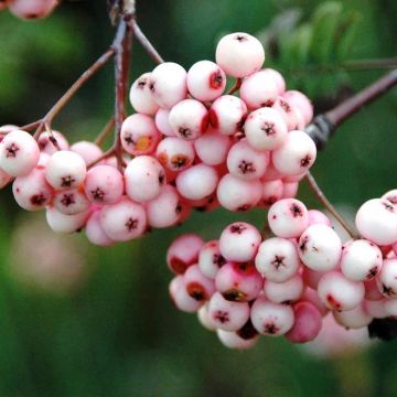 Sorbus arnoldiana Pink Veil - Serbal