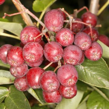 Sorbus Alaja Krupnaja - Serbal de cazadores
