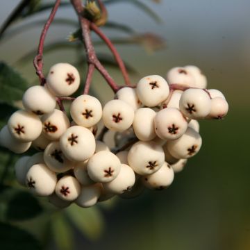Sorbus x arnoldiana White Swan - Serbal