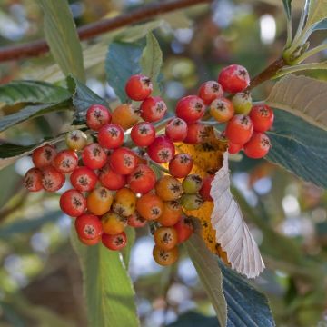 Sorbus aria - Serbal morisco