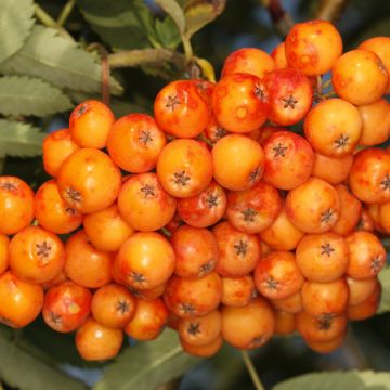 Sorbus x arnoldiana Copper Glow - Serbal