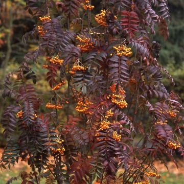 Sorbus aucuparia Autumn Spire - Serbal de cazadores