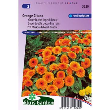 Caléndula Orange Gitana