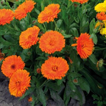 Calendula officinalis Gitane Orange