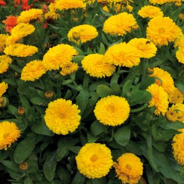 Calendula officinalis Gitana Yellow
