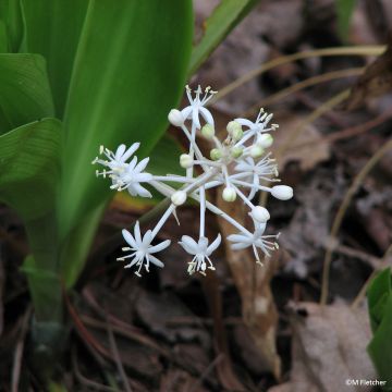 Speirantha convallarioides Speirantha convallarioides