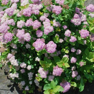 Espirea betulifolia Pink Sparkler