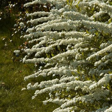 Espirea cinerea Grefsheim