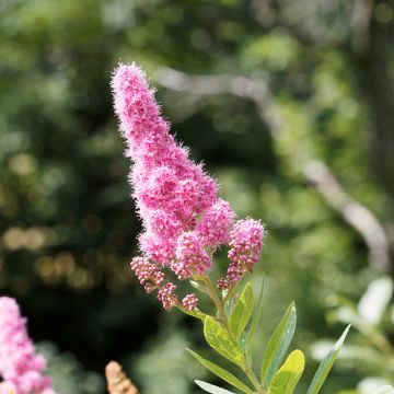 Espirea douglasii