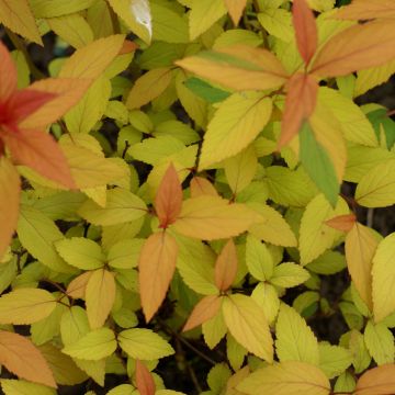 Espirea japonica Magic Carpet - Espirea del Japón