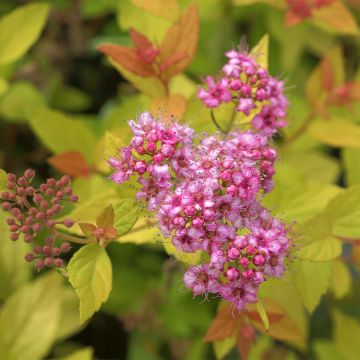 Espirea japonica Pink & Gold - Espirea del Japón