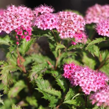 Espirea japonica Crispa - Espirea del Japón