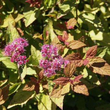 Espirea japonica Firelight - Espirea del Japón