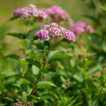 Espirea japonica Froebelii - Espirea del Japón