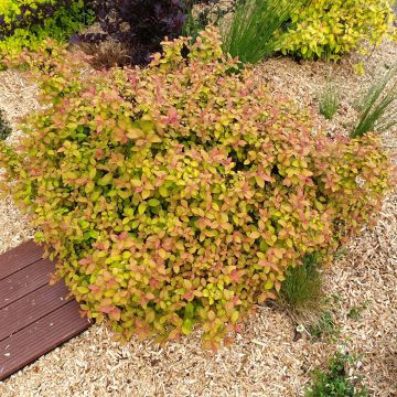 Espirea japonica Zen'Spirit Caramel - Espirea del Japón