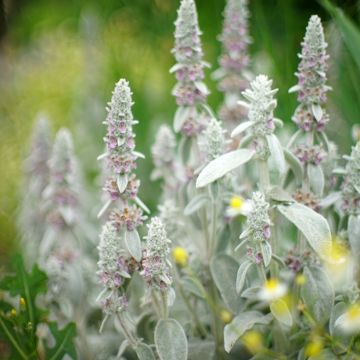 Stachys byzantina Silver Carpet - Oreja de liebre