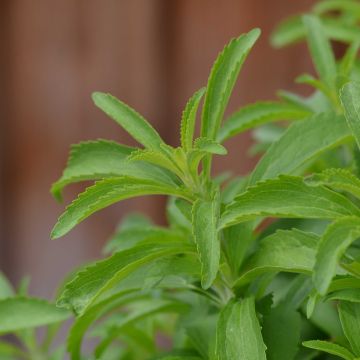 Estevia - Stevia rebaudiana