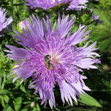 Stokesia laevis Elf