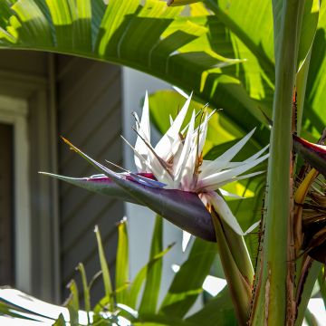 Graines d'Oiseau de Paradis blanc - Strelitzia nicolai