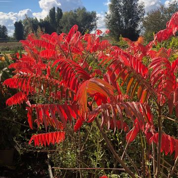 Rhus typhina - Zumaque de Virginia