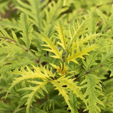 Saúco rojo Golden Lace - Sambucus racemosa