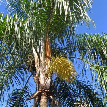 Syagrus romanzoffiana - Coco plumoso