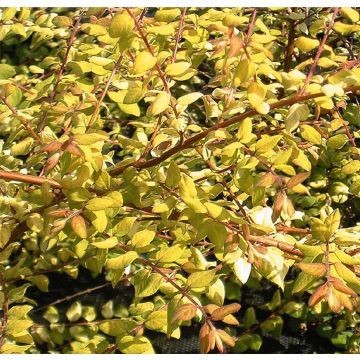 Symphoricarpos chenaultii Brain de Soleil - Baya de coral