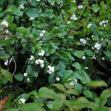 Symphoricarpos Arvid - Baya de nieve