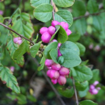 Symphoricarpos Magic Berry - Baya de coral