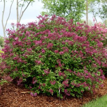 Lila Bloomerang Dark Purple
