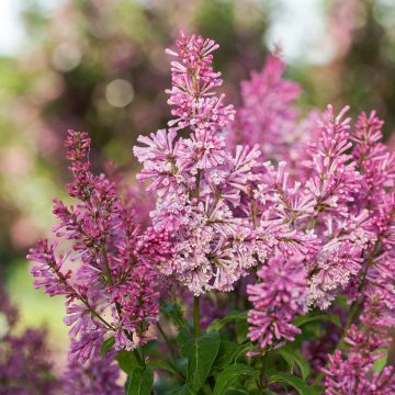 Lila  Pinktini - Syringa x prestoniae