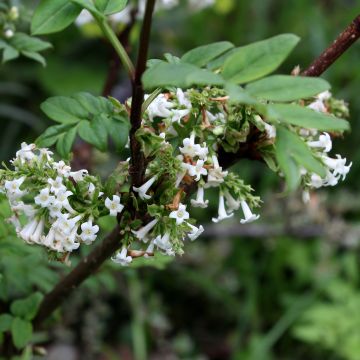 Lila pinnada - Syringa pinnatifolia