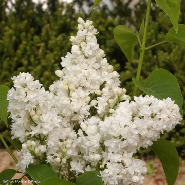 Lila Dentelle d'Anjou - Syringa vulgaris