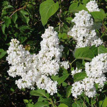 Lila Jeanne d'Arc - Syringa vulgaris