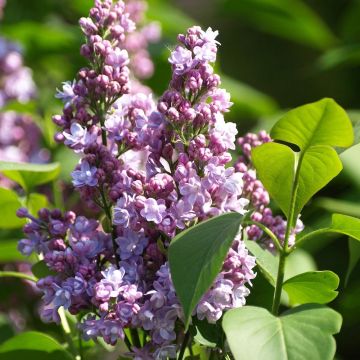 Lila Michel Buchner - Syringa vulgaris
