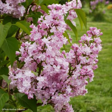 Lila Zhemchuzhina - Syringa vulgaris