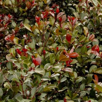 Syzygium australe Big Red - Cereza cepillo