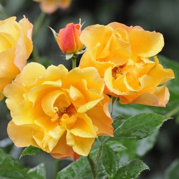 Rosal Tequila Meipomolo (Rosal de pie alto)