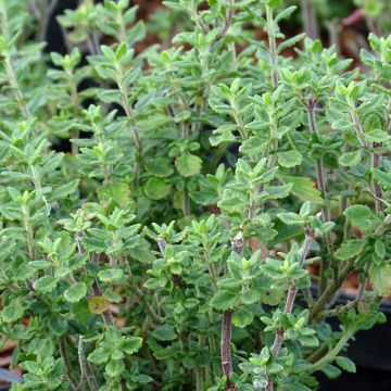 Teucrium lucidrys - Germandrina