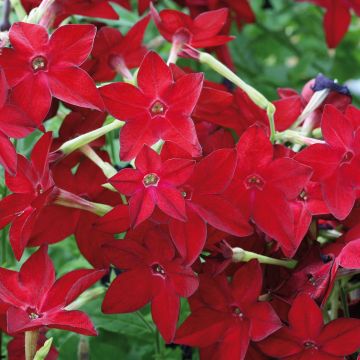 Tabaco en Flor Perfume Red