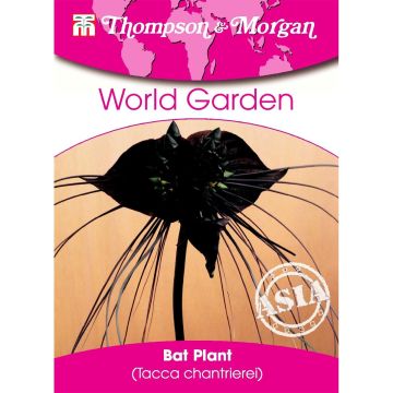 Tacca chantrieri (semillas) - Planta murciélago