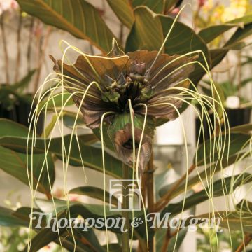 Tacca chantrieri Green Isle (semillas) - Planta murciélago