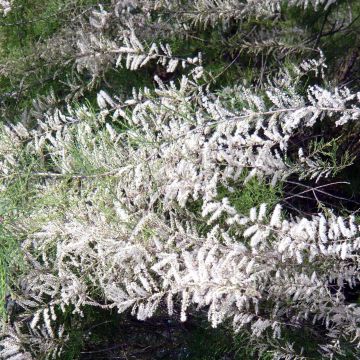 Tamarix ramosissima Hulsdonk White - Taray catina