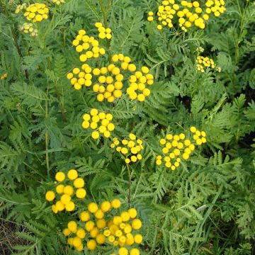 Tanaceto - Tanacetum vulgare