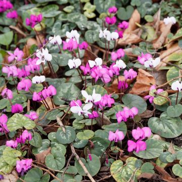 Tapiz florido de invierno - Cyclamen coum rosas y blancos