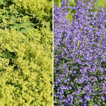 Tapiz Amarillo y Azul, alquemilas y mentas de gato